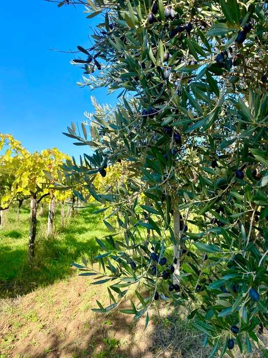 olive cimaglia
